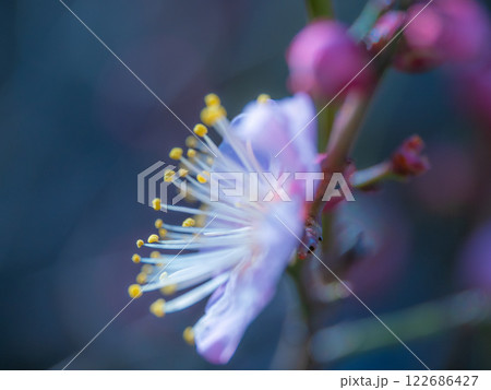 早咲きの梅の花 122686427