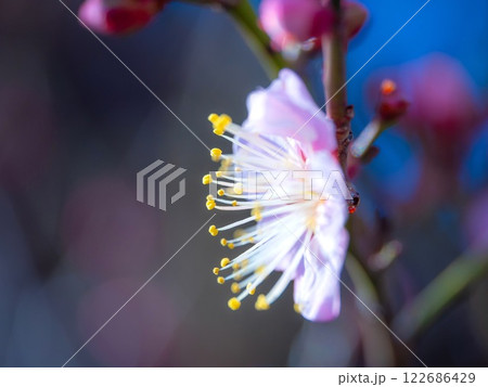 早咲きの梅の花 122686429