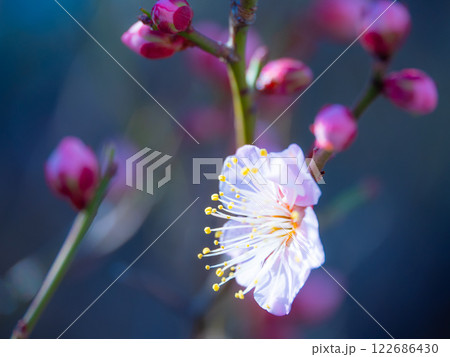 早咲きの梅の花 122686430