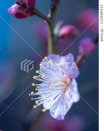 早咲きの梅の花 早咲きの梅の花 122686432