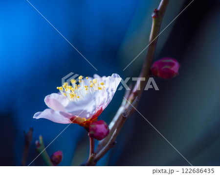 早咲きの梅の花 122686435