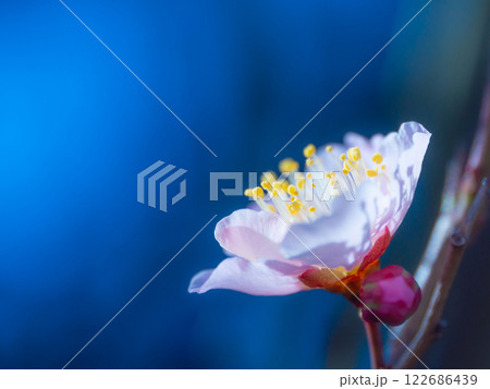 早咲きの梅の花 122686439