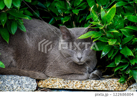 公園の野良猫 公園の野良猫 122686804