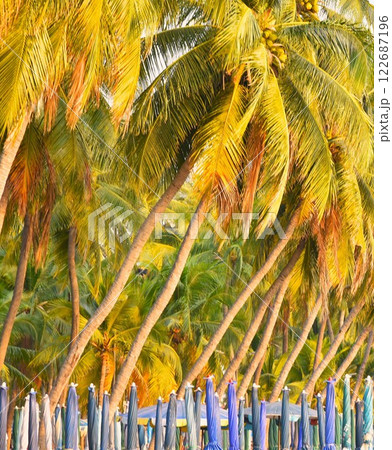 coconut tree and beach chairs in tropical 122687196
