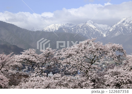北アルプスと桜 北アルプスと桜 122687358