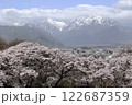 青空と雲と残雪の北アルプスと大町市の街並と満開の桜 122687359