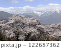 残雪の北アルプスと満開の桜並木 122687362