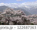 青空と雲と残雪の北アルプスと満開の桜並木 122687363