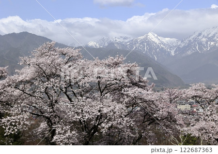 青空と雲と残雪の北アルプスと満開の桜並木 122687363