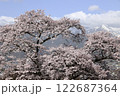 桜 122687364