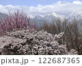 桜と梅の花と北アルプス 122687365