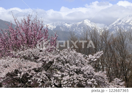 桜と梅の花と北アルプス 122687365