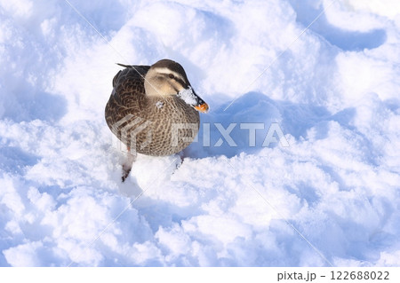 雪の上のカルガモ（青森県弘前市） 122688022