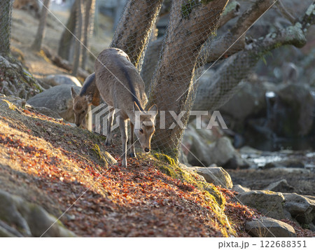 【奈良公園】吉城川沿いで餌を探す鹿 【奈良公園】吉城川沿いで餌を探す鹿 122688351