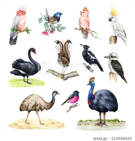 Australian birds watercolor illustration set. Hand drawn various native birds of Australia. Painted cockatoo, kookaburra, cassowary, emu, lyrebird, black swan bird, magpie on white background 122688420