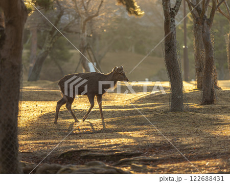 朝焼けに照らされた奈良公園を歩く鹿 朝焼けに照らされた奈良公園を歩く鹿 122688431