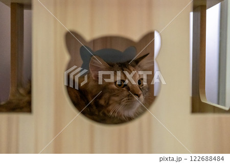 Brown fluffy cat is wondering around the cat-shaped opening in a wooden box, for pet climbing activity. Mixed breed cat between Maine Coon and Scottish Fold. 122688484