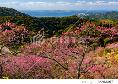 沖縄県国頭郡本部町 もとぶ八重岳桜まつり開催の八重岳山頂付近から海と伊江島を望む琉球寒緋桜の山 沖縄県国頭郡本部町 もとぶ八重岳桜まつり開催の八重岳山頂付近から海と伊江島を望む琉球寒緋桜の山 122688671