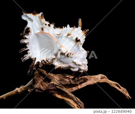 Murex indivia Shell on Driftwood Black Background 122689040
