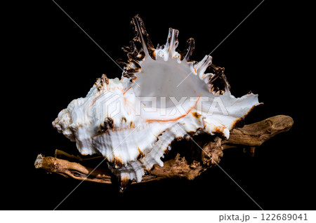Murex indivia Shell on Driftwood Black Background 122689041
