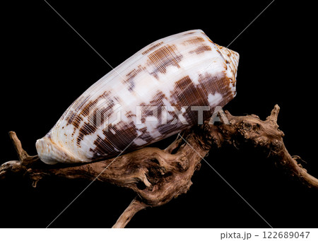 Striated Cone Shell on Driftwood black background 122689047