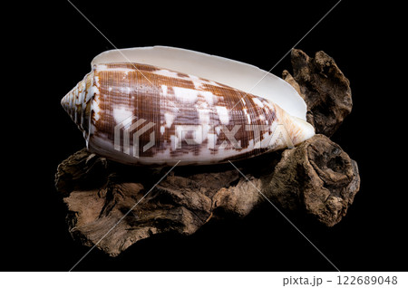 Striated Cone Shell on Driftwood black background Striated Cone Shell on Driftwood black background 122689048