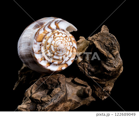 Striated Cone Shell on Driftwood black background Striated Cone Shell on Driftwood black background 122689049