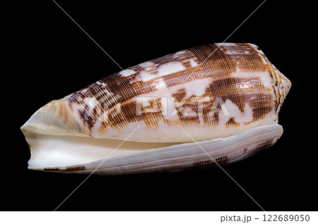 Striated Cone Shell on a black background Striated Cone Shell on a black background 122689050