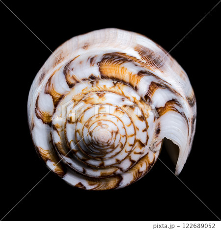 Striated Cone Shell on a black background Striated Cone Shell on a black background 122689052