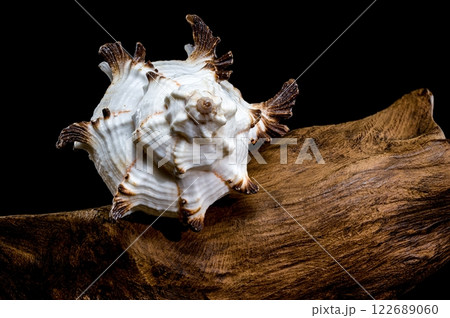 Murex indivia Shell on Driftwood Black Background 122689060
