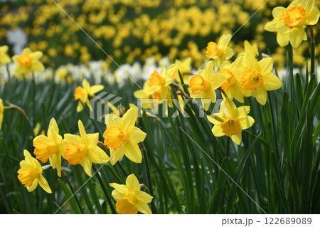 横向きの黄色い水仙 122689089