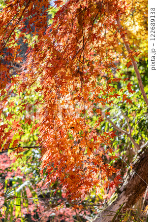 紅葉したモミジ 紅葉したモミジ 122689138