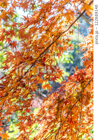 紅葉したモミジ 紅葉したモミジ 122689140