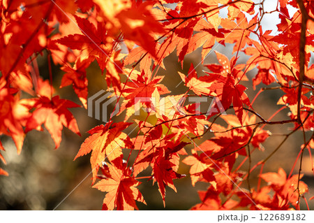 鮮やかな紅葉 鮮やかな紅葉 122689182