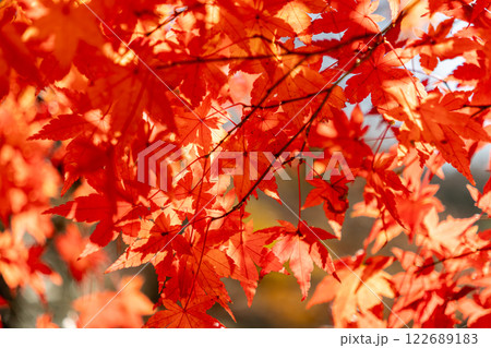 鮮やかな紅葉 鮮やかな紅葉 122689183