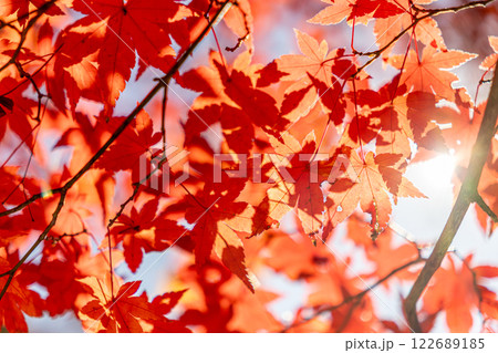 真っ赤な紅葉 真っ赤な紅葉 122689185