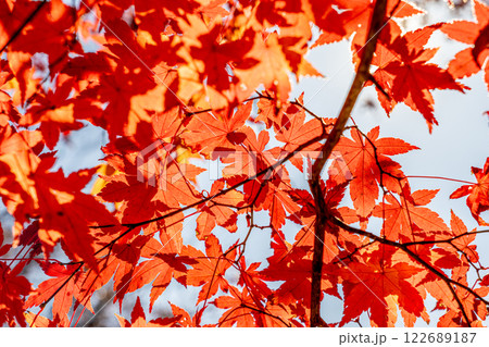 紅葉したモミジ 紅葉したモミジ 122689187