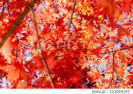 真っ赤な紅葉 真っ赤な紅葉 122689191