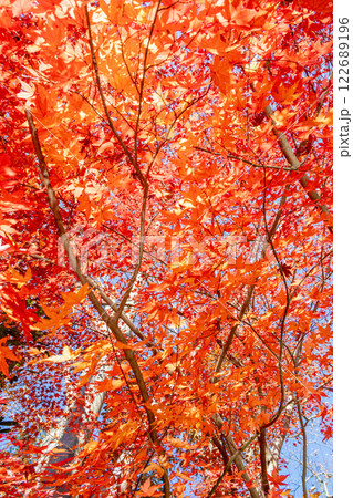 真っ赤に染まったモミジの紅葉 122689196