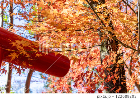 紅葉と赤い鳥居 122689205