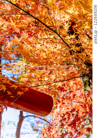 神社の鳥居と紅葉 神社の鳥居と紅葉 122689206