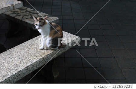 写真撮るんでしょ、どんなポーズがいいの !? サービス精神旺盛な三毛猫ちゃん 122689229