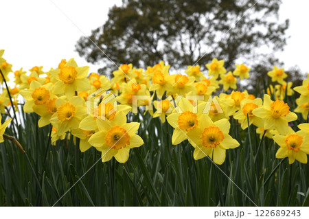 曇り空バックのラッパスイセン 122689243