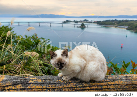 沖縄県国頭郡今帰仁村運天　運天森園地展望台から古宇利大橋や古宇利ブルーの海の景色と猫 122689537