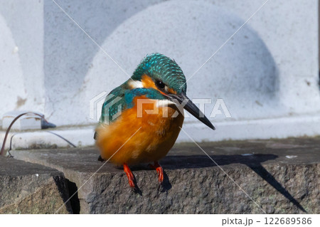 埼玉県川越市池辺　川越水上公園　修景池（ボート池）の水辺にとまるカワセミ 122689586