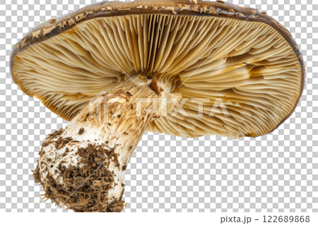 ripe slice of mushroom floating, isolated background 122689868