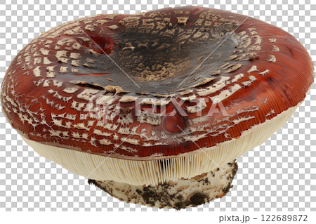ripe slice of mushroom floating, isolated background ripe slice of mushroom floating, isolated background 122689872