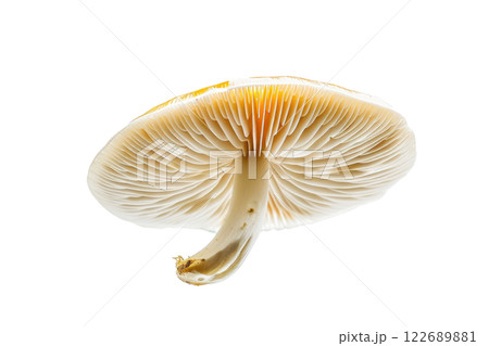 ripe slice of mushroom floating, isolated background ripe slice of mushroom floating, isolated background 122689881