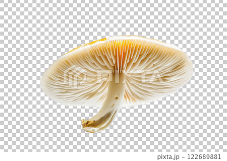 ripe slice of mushroom floating, isolated background ripe slice of mushroom floating, isolated background 122689881