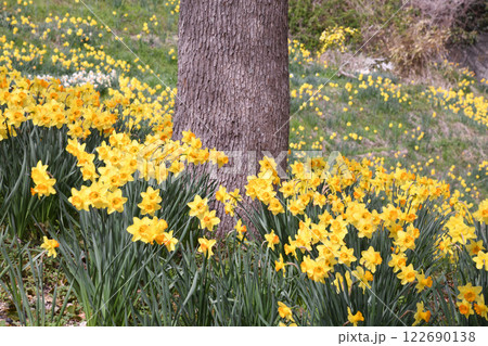 木の幹の周りに咲く水仙 122690138